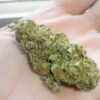 buy green crack strain