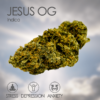 jesus weed strain