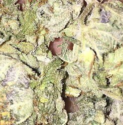 Buy Cali Kush Online