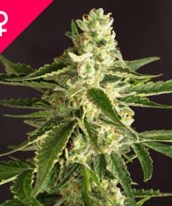 Buy Amnesia Feminized Seeds