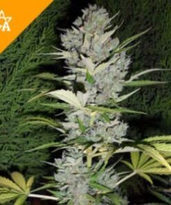 https://lime-cat-293578.hostingersite.com/product/buy-big-bud-automatic-seeds/