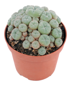 buy peyote cactus online