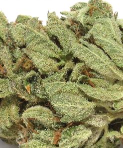 buy white og strain