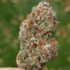 gkua weed strain