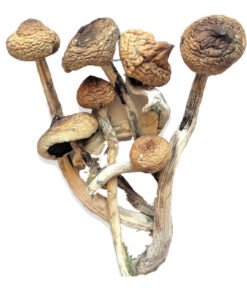 buy golden teacher mushrooms online