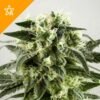 Buy Haze Automatic Seeds