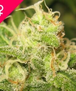 Ice Feminized Cannabis Seeds