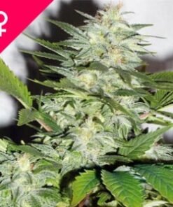 Buy K-Train Feminized Seeds