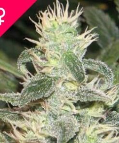 Buy Mexican Haze Feminized Seeds