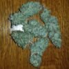 buy g13 cannabis strain