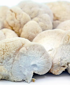 buy lion mane mushroom